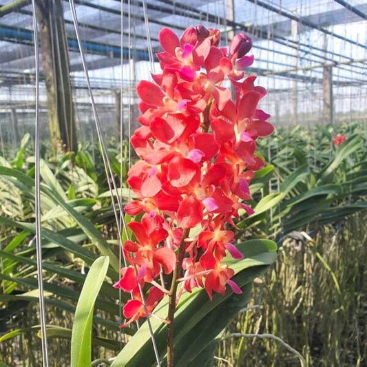 Vaschostylis orchid VASCO BANGKOK SUNSET* STERII