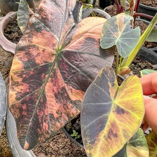 Colocasia ASSADUNG