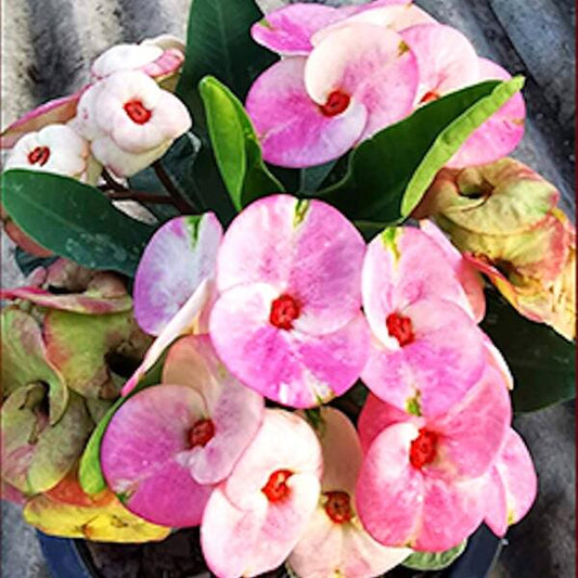 Euphorbia Milii AUENG NANG