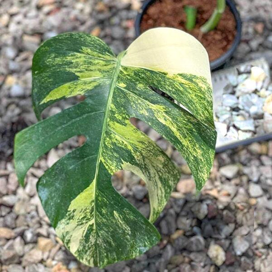 Monstera AUREA TRICOLOR