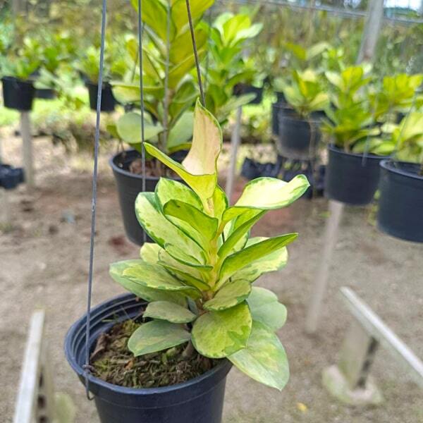 Hoya AUSTRALIS LISA VAR