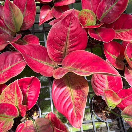 Aglaonema AYUNINDI / HHHR MUTATION