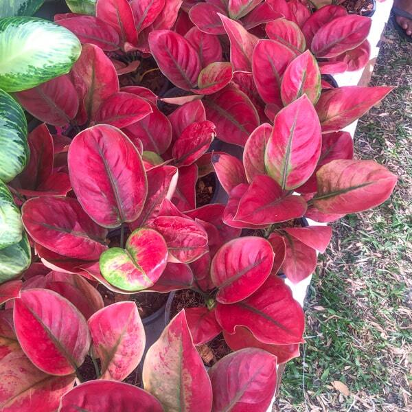 Aglaonema AYUNINDI (HHHR MUTATION)