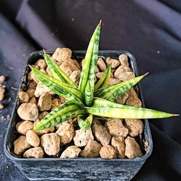 Sansevieria BALLYII MINNIE VAR