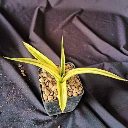 Sansevieria BANDIPUR HYBRID VAR