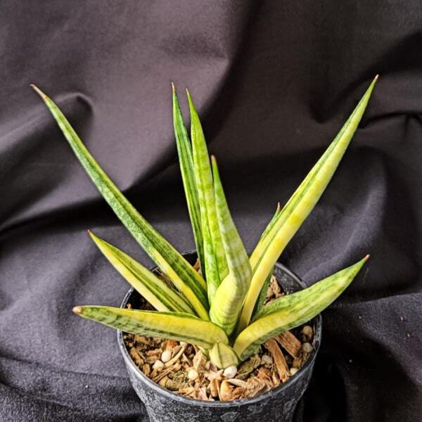 Sansevieria BANLUE TORCH VAR