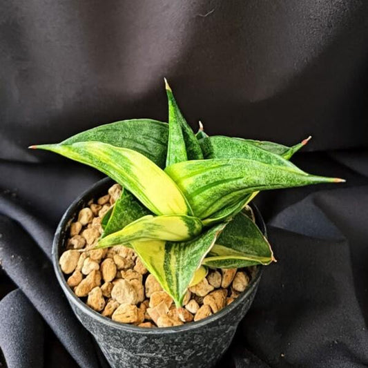 Sansevieria BLACK PEARL