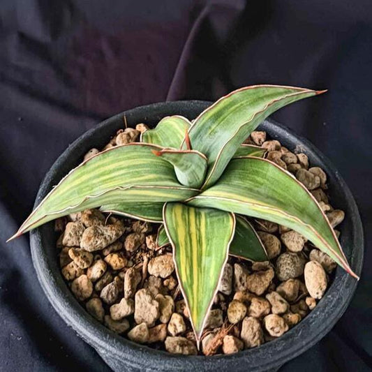 Sansevieria BLUE KEW VAR