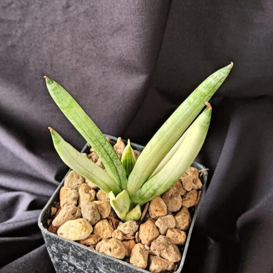 Sansevieria BONCEL ANGEL