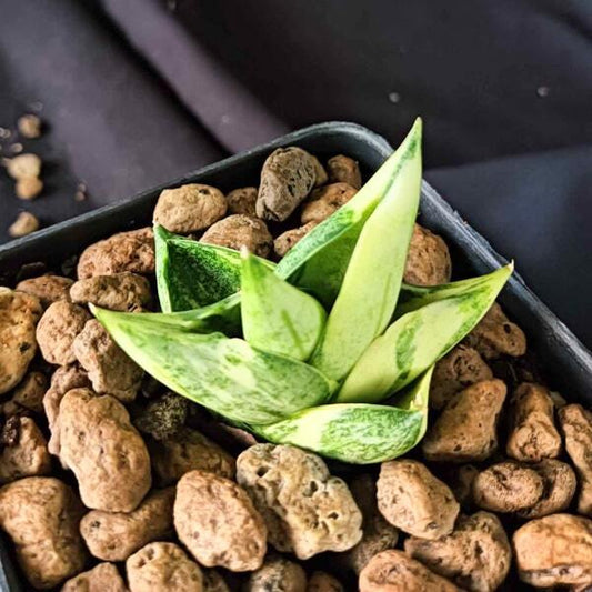 Sansevieria BONCEL MINI VAR
