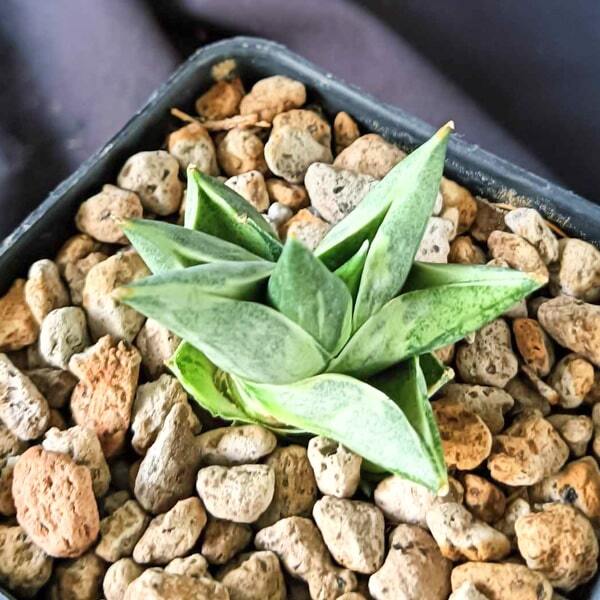 Sansevieria BONCEL MINI WHITE VAR