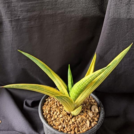 Sansevieria BROCADE VAR