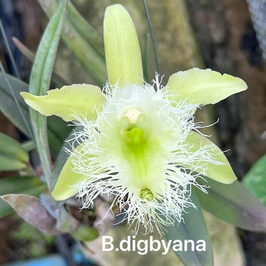 Brassavola orchid B. DIGBYANA
