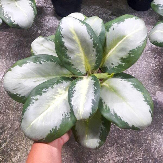 Aglaonema SEDTHEE GAN GLUAY