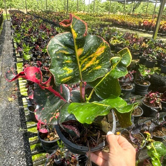Croton BANGKOK NIRAMIT