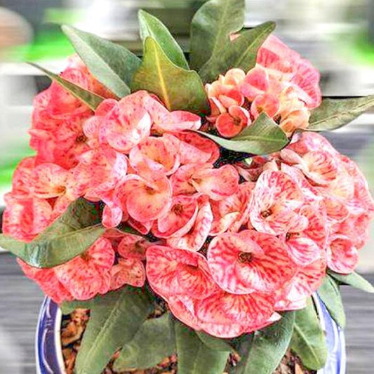 Euphorbia Milii BANJONG SILP