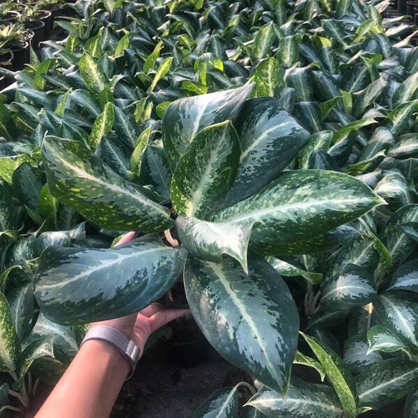 Aglaonema BANLANG NGERN