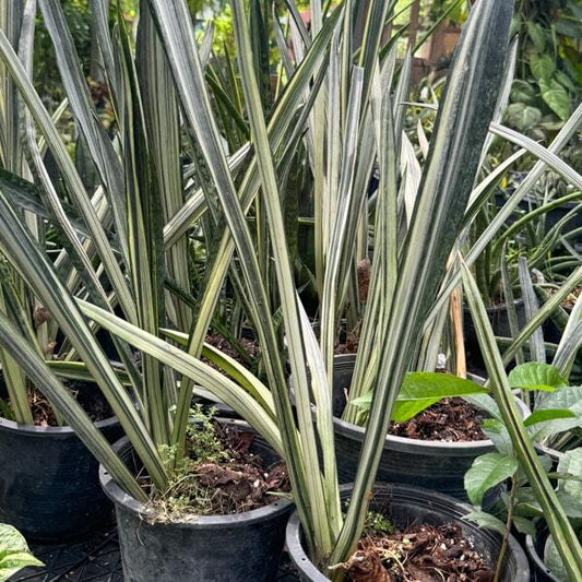 Sansevieria BANTEL SENSATION