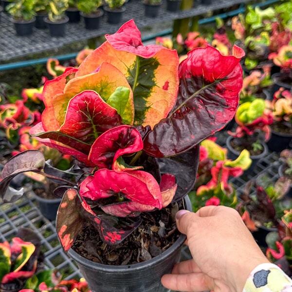 Croton BAO NGERN