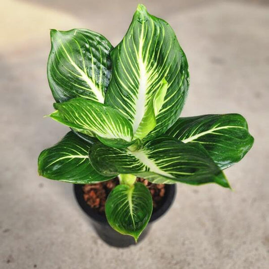 Dieffenbachia BARAMEE SEDTHEE