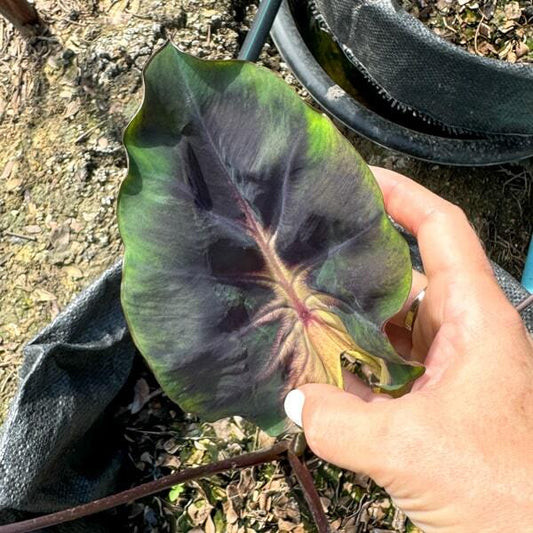 Colocasia BASTET QUEEN