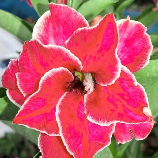 Adenium obesum BEAUTIFUL SMILE