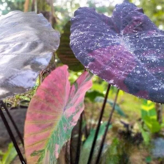 Colocasia BEAUTIFUL NIGHT