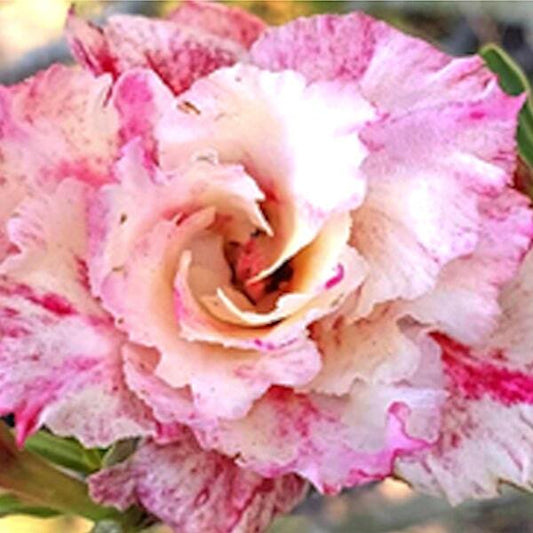 Adenium obesum BEAUTY