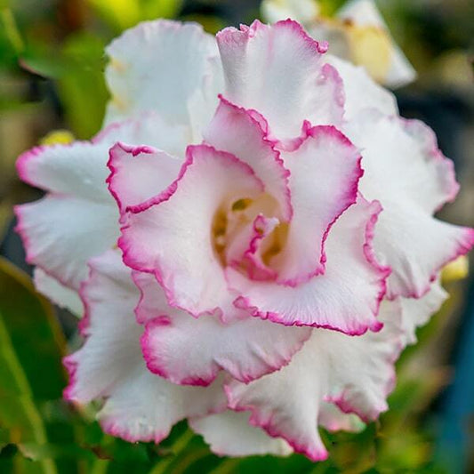 Adenium obesum BEAUTY QUEEN