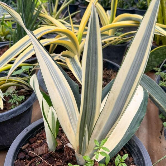 Sansevieria BEAUTY QUEEN