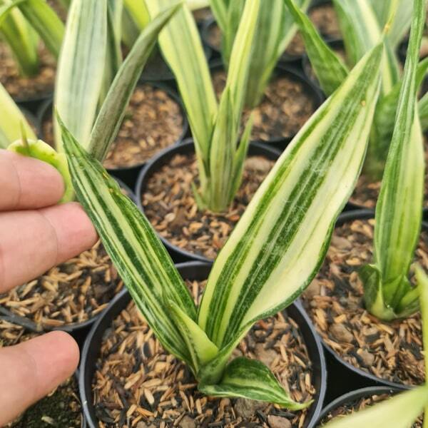 Sansevieria BEAUTY SENSATION