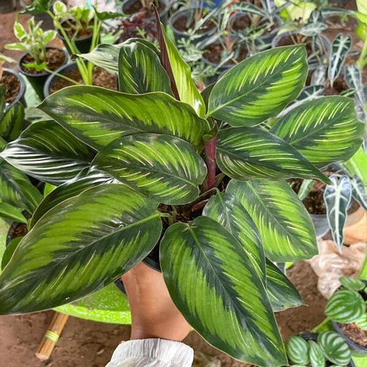Calathea ORNATA BEAUTY STAR
