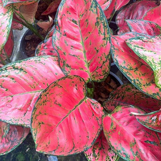 Aglaonema BIG APPLE