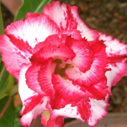 Adenium obesum BIG HARRY