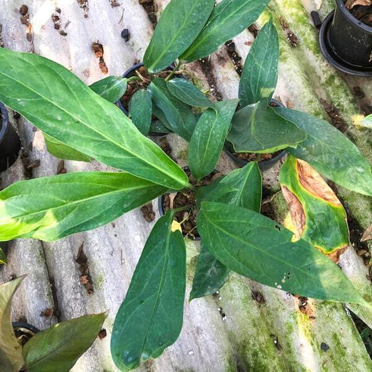 Anthurium BIG BILL