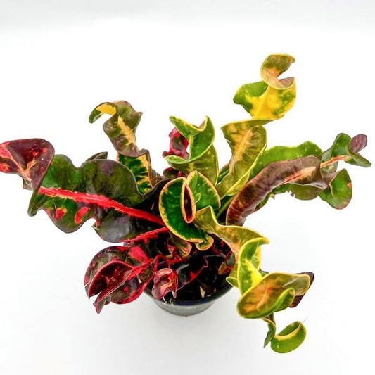 Croton BILLIONAIRE Ð SEDTHEE PANLAN