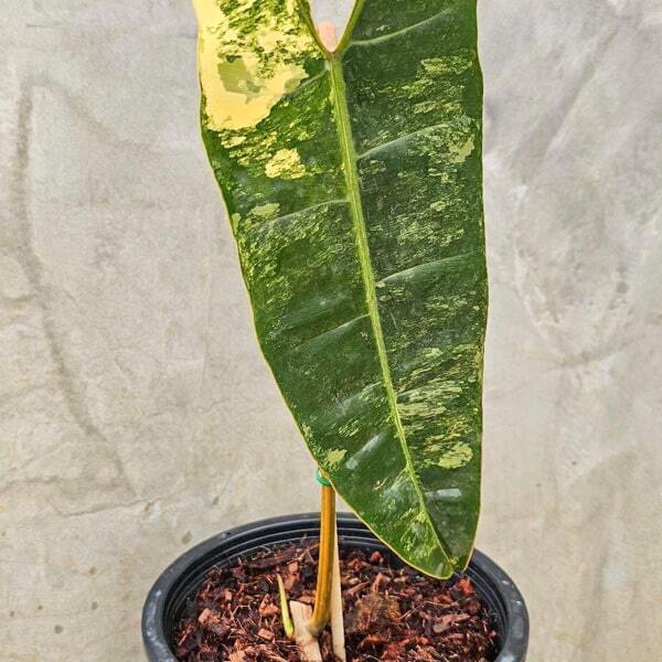 Philodendron BILLITAE VAR 1 LEAF