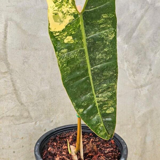 Philodendron BILLITAE VAR 1 LEAF