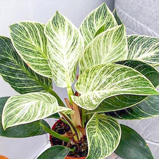 Philodendron BIRKIN