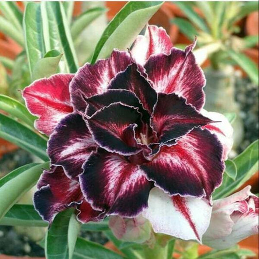 Adenium obesum BLACK AMARYLLIS