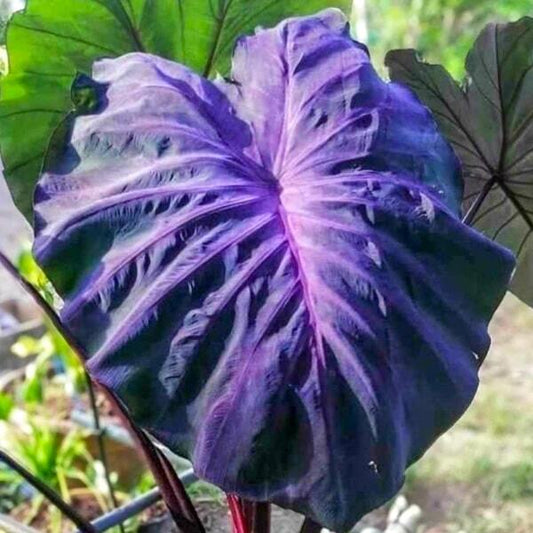 Colocasia BLACK ANGEL