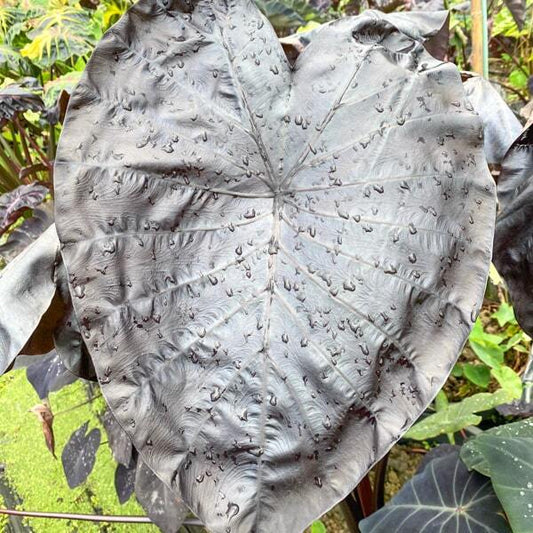 Colocasia BLACK BONE