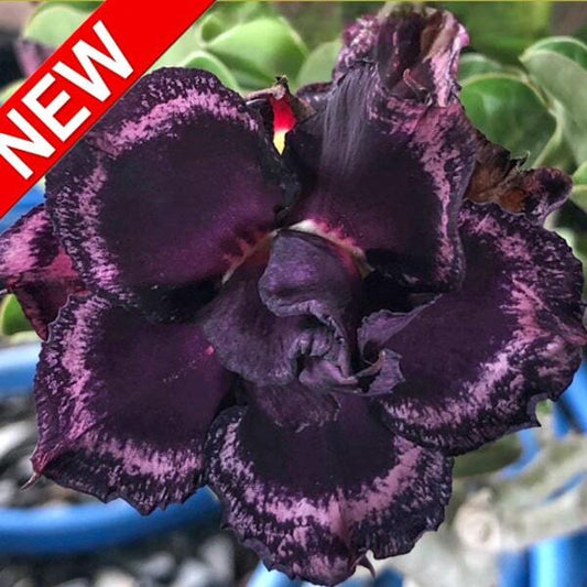 Adenium obesum BLACK BUTTERFLY