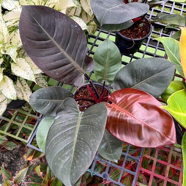 Philodendron BLACK CARDINAL