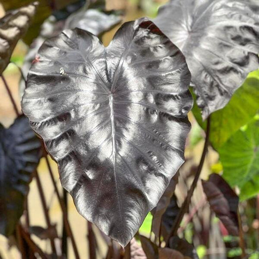 Colocasia BLACK CORAL