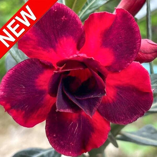 Adenium obesum BLACK DRAGON