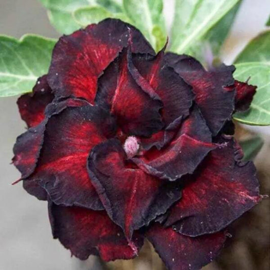 Adenium obesum BLACK DRAGON