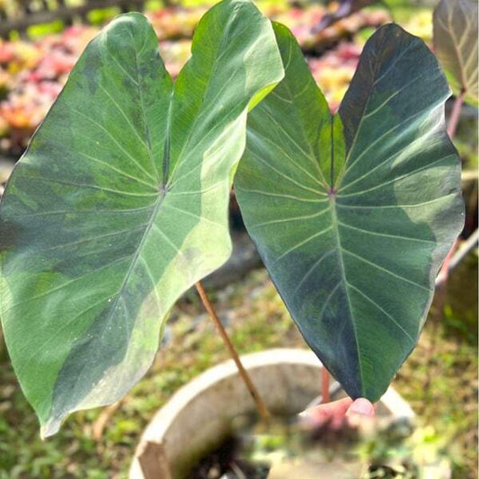 Colocasia BLACK FORESTA