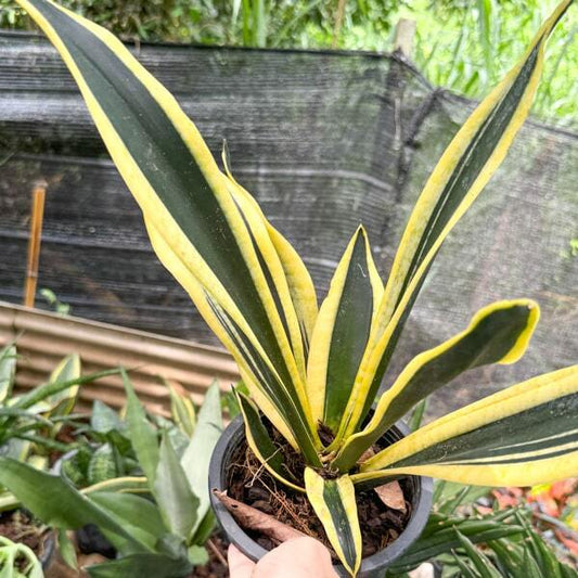 Sansevieria BLACK GOLD EXTREME