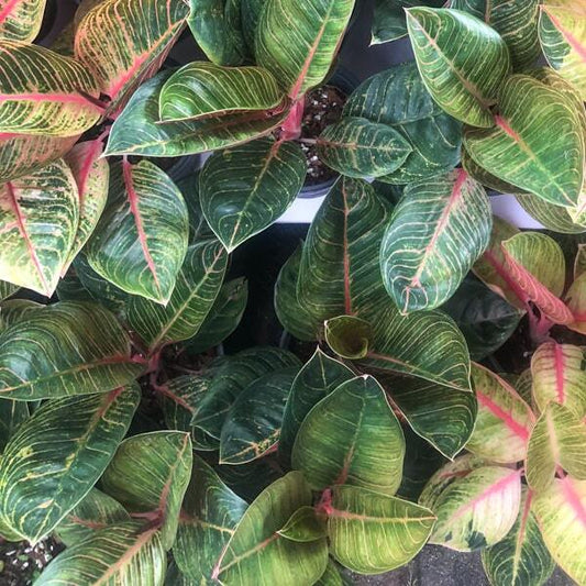 Aglaonema BLACK KRISHNA